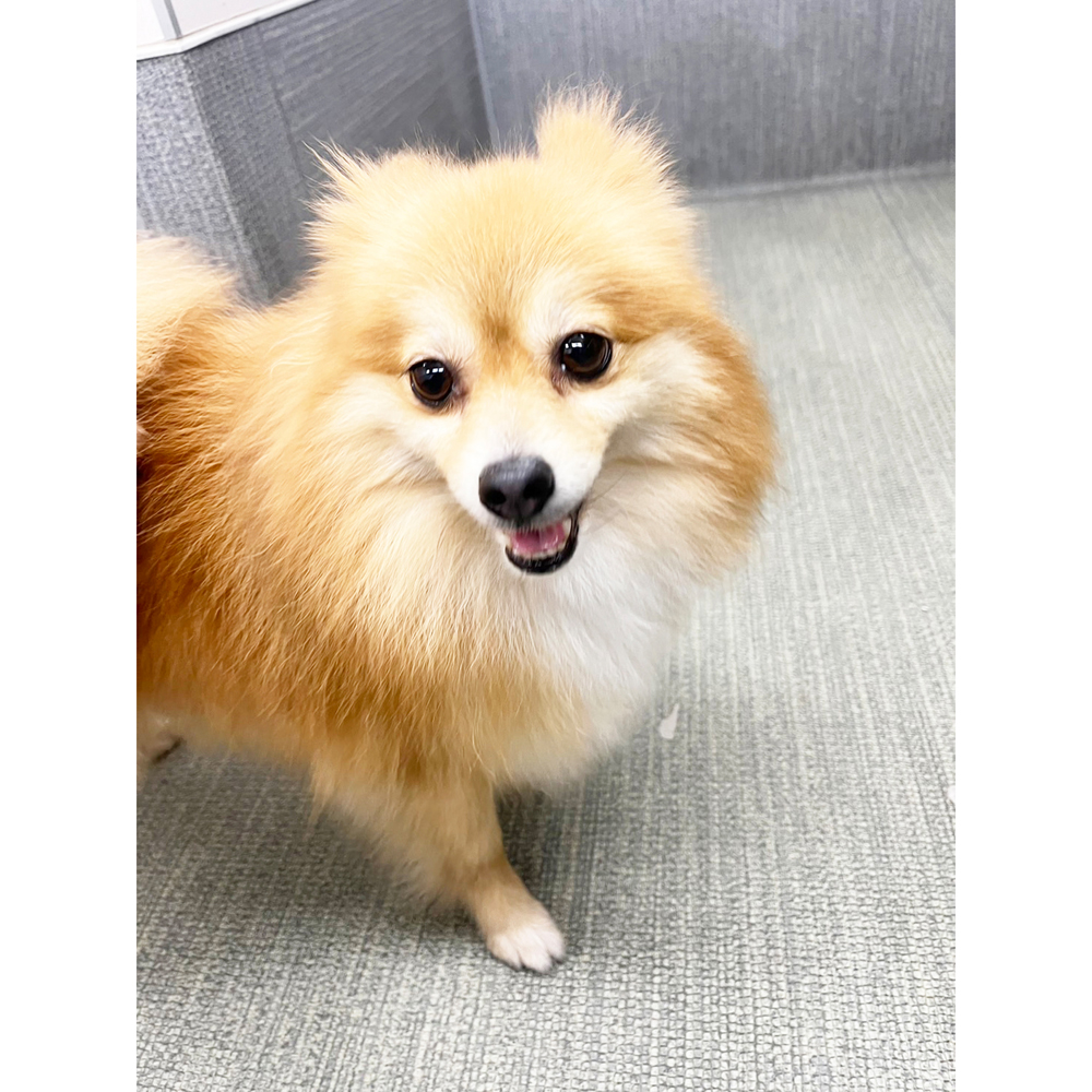 生徒が撮影したモデル犬の写真♪①